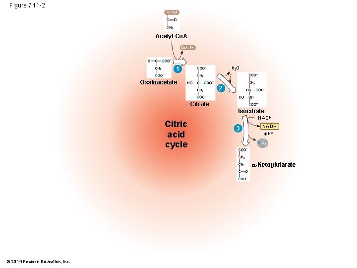 Figure 7. 11 -2 Acetyl Co. A-SH H 2 O 1 Oxaloacetate 2 Citrate