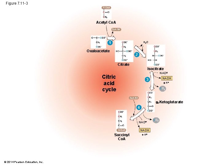 Figure 7. 11 -3 Acetyl Co. A-SH H 2 O 1 Oxaloacetate 2 Citrate