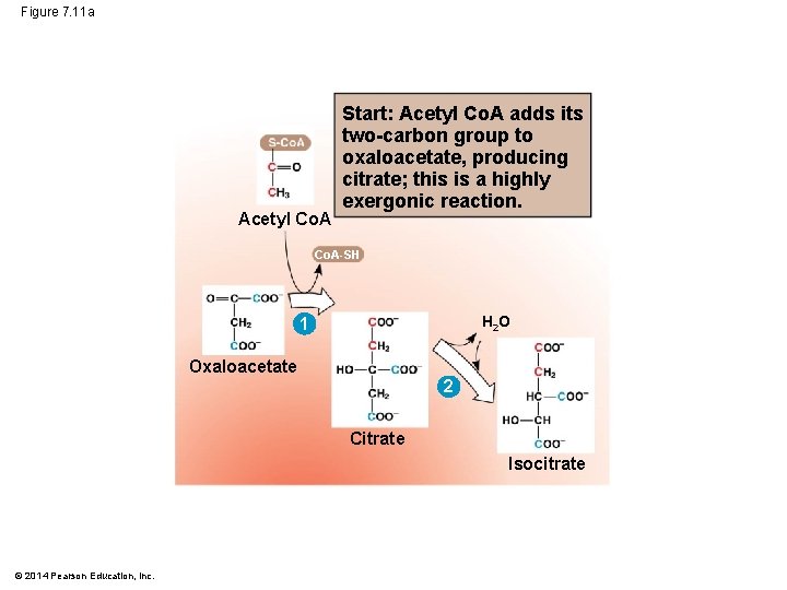 Figure 7. 11 a Acetyl Co. A Start: Acetyl Co. A adds its two-carbon