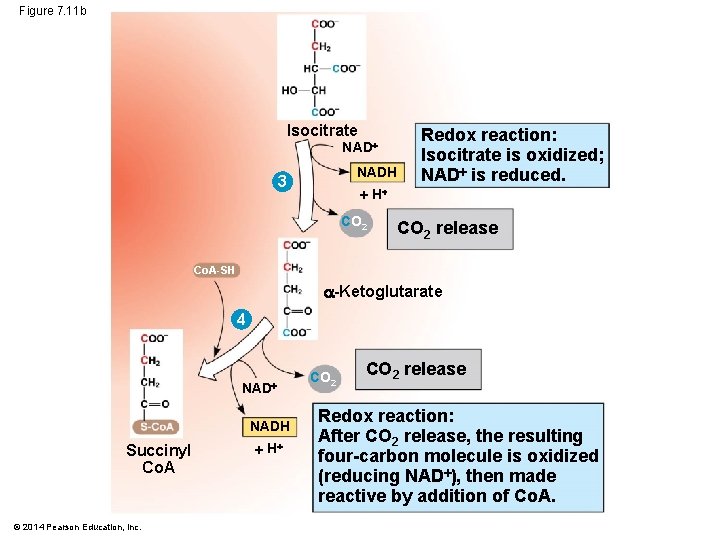 Figure 7. 11 b Isocitrate NADH 3 H CO 2 Redox reaction: Isocitrate is