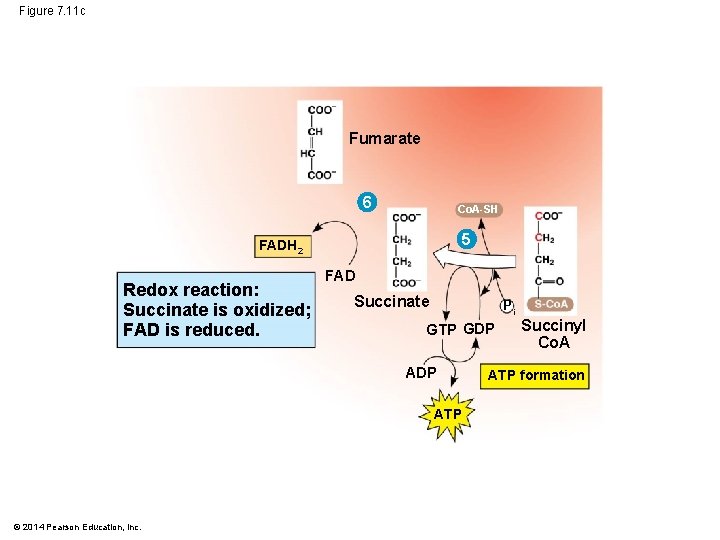 Figure 7. 11 c Fumarate 6 Co. A-SH 5 FADH 2 Redox reaction: Succinate