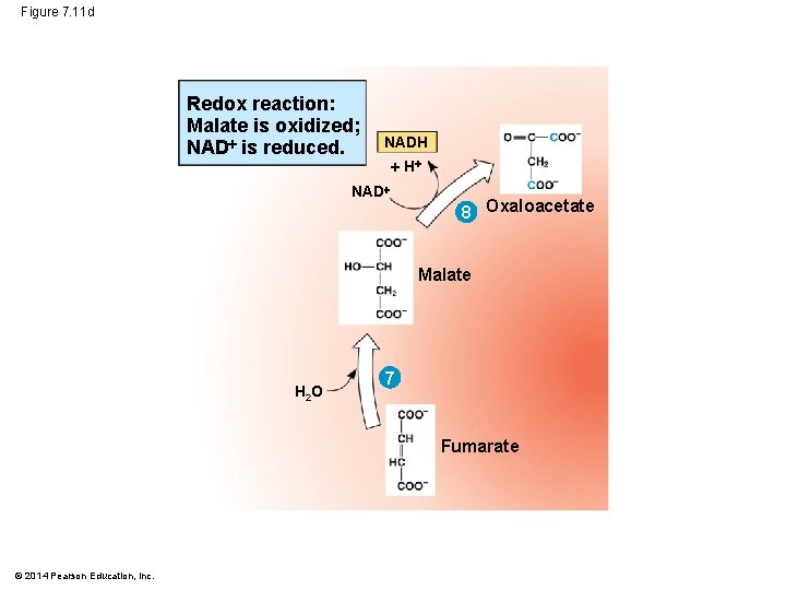 Figure 7. 11 d Redox reaction: Malate is oxidized; NAD is reduced. NADH H