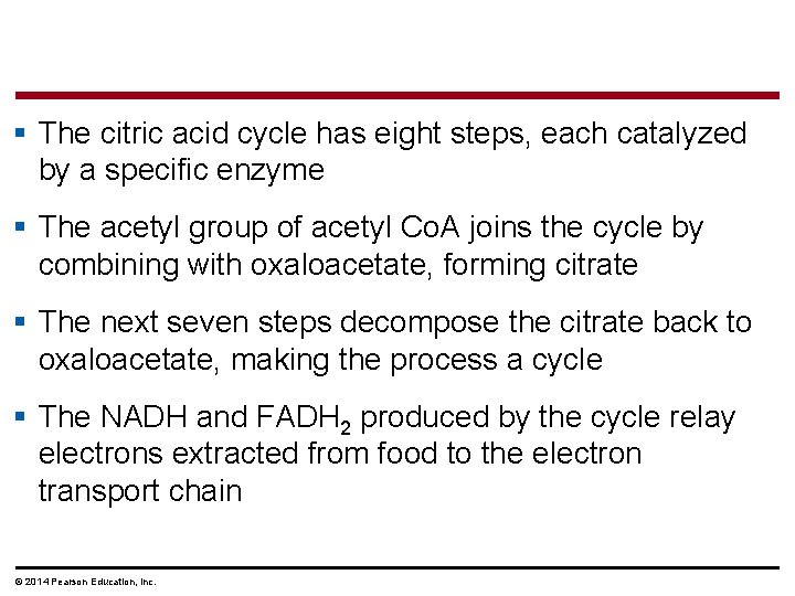 § The citric acid cycle has eight steps, each catalyzed by a specific enzyme