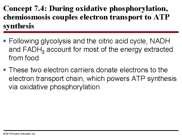 Concept 7. 4: During oxidative phosphorylation, chemiosmosis couples electron transport to ATP synthesis §