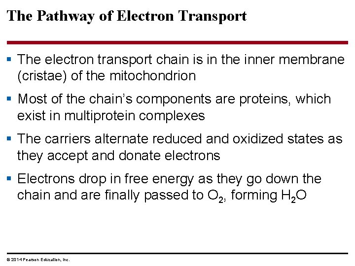 The Pathway of Electron Transport § The electron transport chain is in the inner
