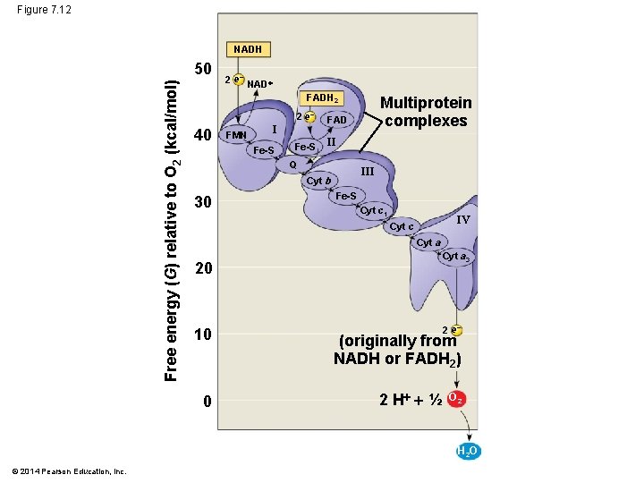 Figure 7. 12 NADH Free energy (G) relative to O 2 (kcal/mol) 50 2