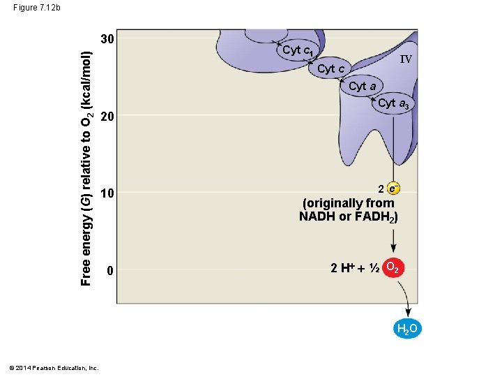 Figure 7. 12 b Free energy (G) relative to O 2 (kcal/mol) 30 Cyt