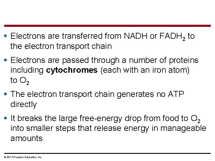 § Electrons are transferred from NADH or FADH 2 to the electron transport chain