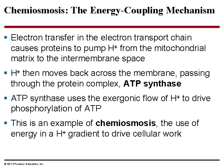 Chemiosmosis: The Energy-Coupling Mechanism § Electron transfer in the electron transport chain causes proteins