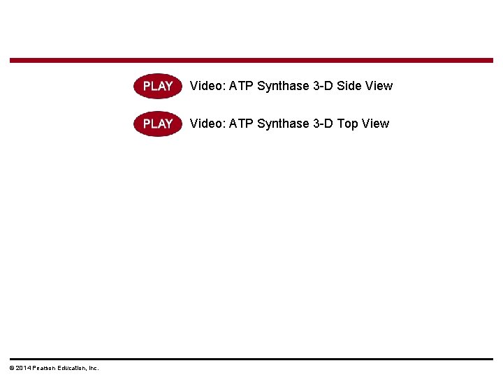 Video: ATP Synthase 3 -D Side View Video: ATP Synthase 3 -D Top View