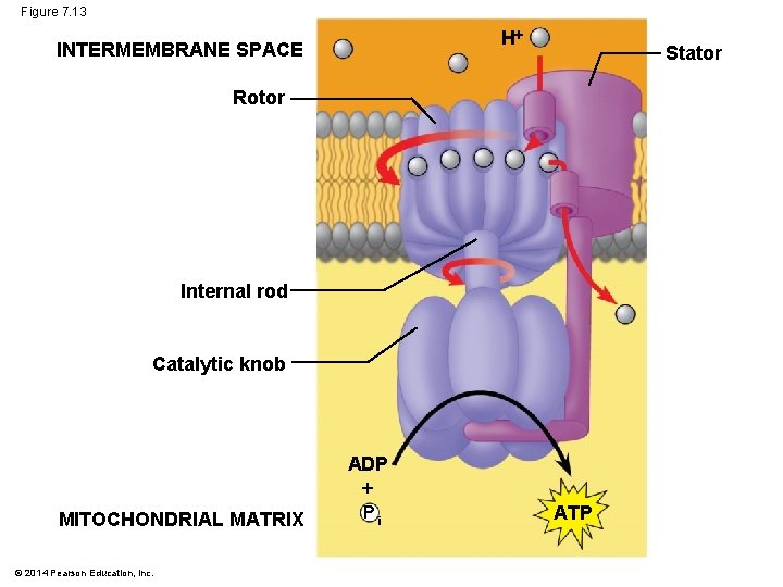 Figure 7. 13 H INTERMEMBRANE SPACE Stator Rotor Internal rod Catalytic knob ADP MITOCHONDRIAL