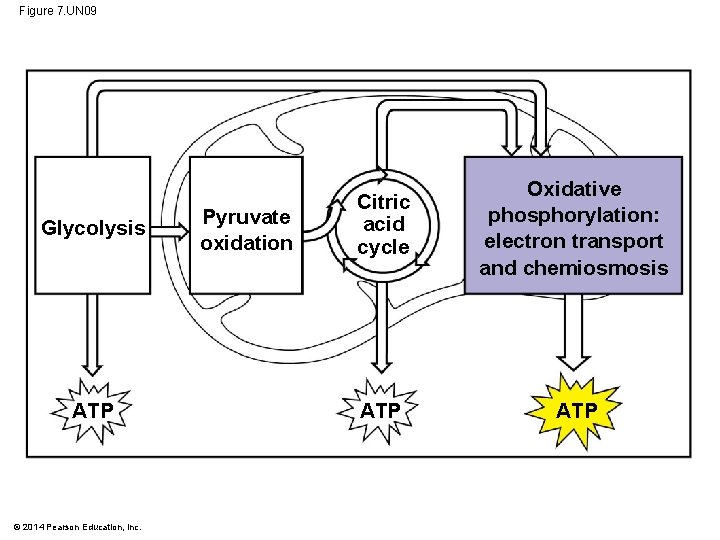 Figure 7. UN 09 Glycolysis ATP © 2014 Pearson Education, Inc. Pyruvate oxidation Citric