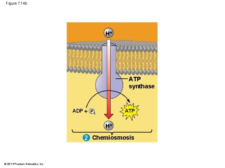 Figure 7. 14 b H ATP synthase ADP P i ATP H 2 Chemiosmosis