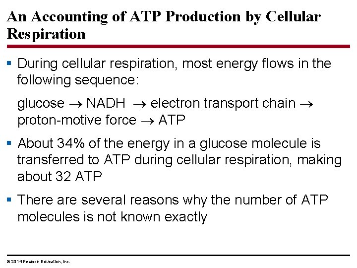 An Accounting of ATP Production by Cellular Respiration § During cellular respiration, most energy