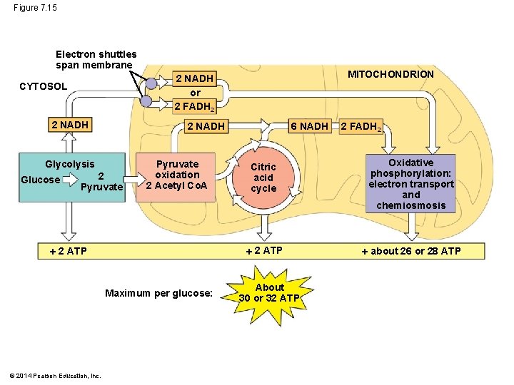 Figure 7. 15 Electron shuttles span membrane CYTOSOL 2 NADH 2 Pyruvate oxidation 2