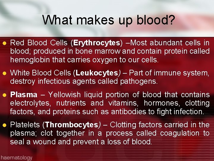 What makes up blood? l Red Blood Cells (Erythrocytes) –Most abundant cells in blood;