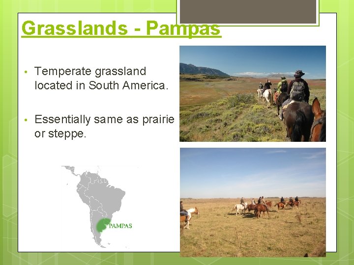 Grasslands - Pampas • Temperate grassland located in South America. • Essentially same as