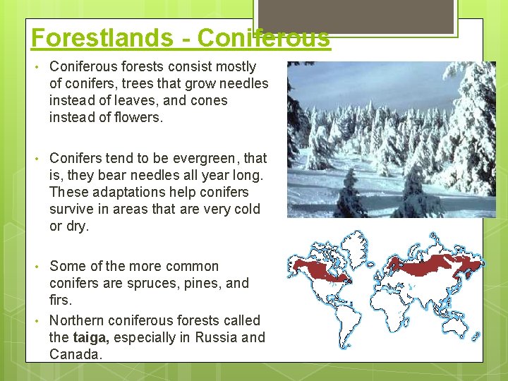 Forestlands - Coniferous • Coniferous forests consist mostly of conifers, trees that grow needles