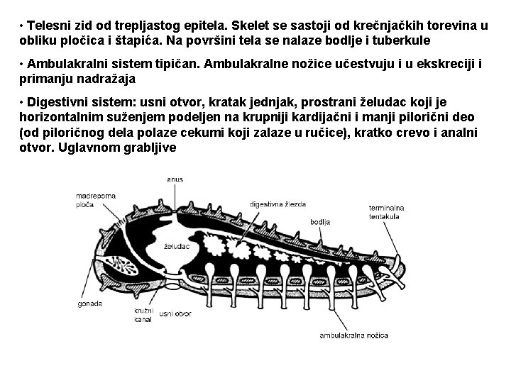  • Telesni zid od trepljastog epitela. Skelet se sastoji od krečnjačkih torevina u