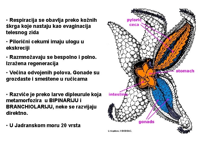  • Respiracija se obavlja preko kožnih škrga koje nastaju kao evaginacija telesnog zida