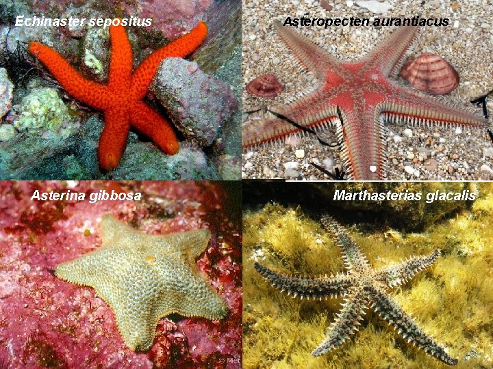 Echinaster sepositus Asterina gibbosa Asteropecten aurantiacus Marthasterias glacalis 