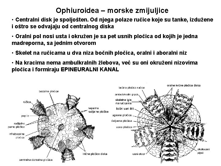 Ophiuroidea – morske zmijuljice • Centralni disk je spoljošten. Od njega polaze ručice koje