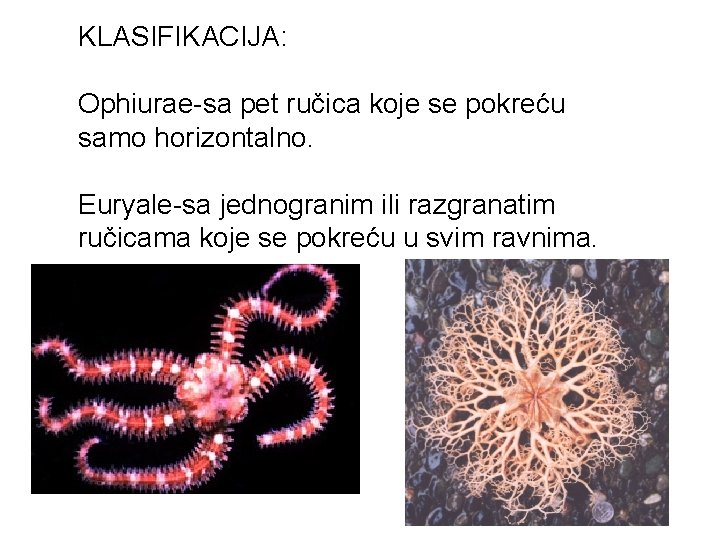 KLASIFIKACIJA: Ophiurae-sa pet ručica koje se pokreću samo horizontalno. Euryale-sa jednogranim ili razgranatim ručicama