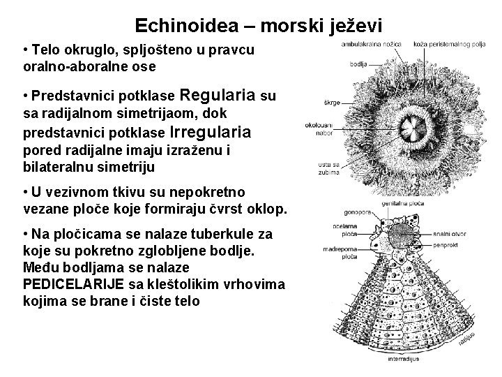 Echinoidea – morski ježevi • Telo okruglo, spljošteno u pravcu oralno-aboralne ose • Predstavnici