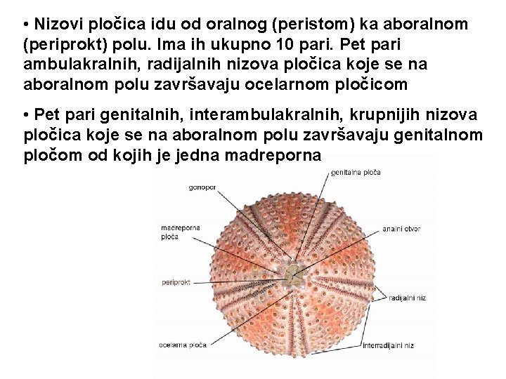  • Nizovi pločica idu od oralnog (peristom) ka aboralnom (periprokt) polu. Ima ih