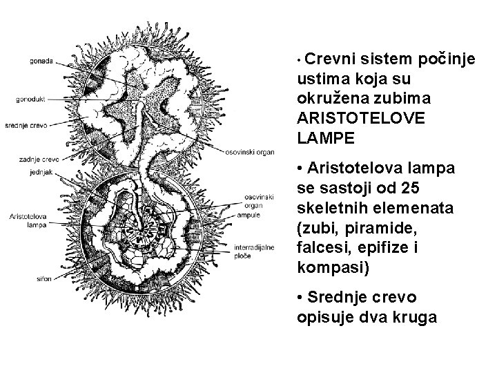  • Crevni sistem počinje ustima koja su okružena zubima ARISTOTELOVE LAMPE • Aristotelova