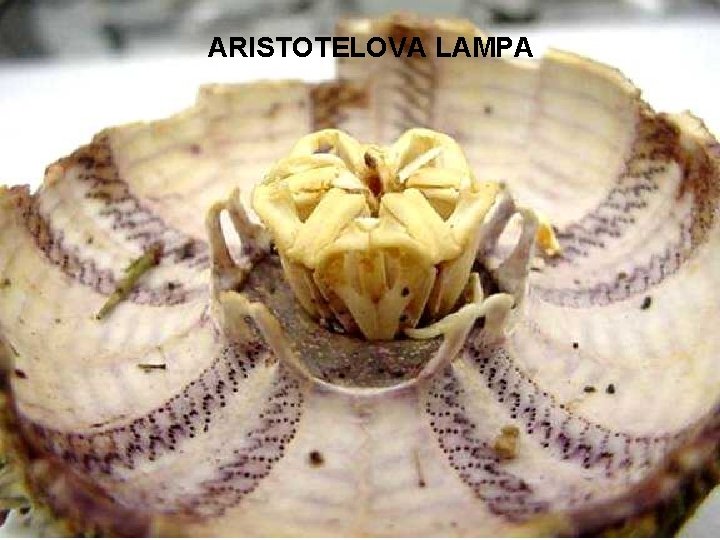 ARISTOTELOVA LAMPA 