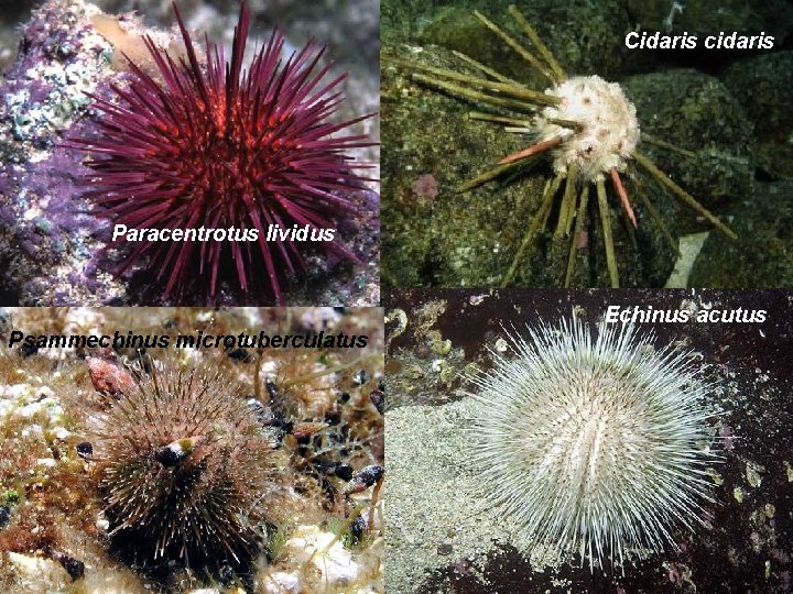 Cidaris cidaris Paracentrotus lividus Echinus acutus Psammechinus microtuberculatus 