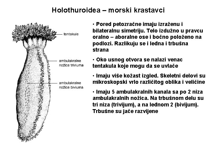 Holothuroidea – morski krastavci • Pored petozračne imaju izraženu i bilateralnu simetriju. Telo izdužno