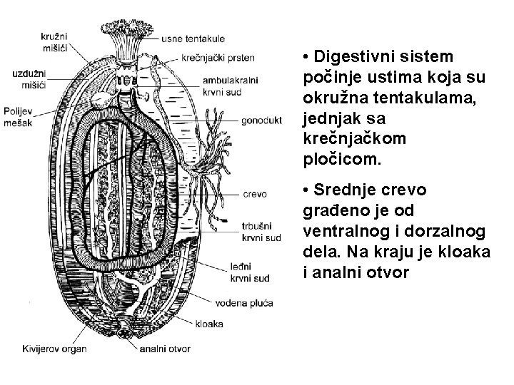  • Digestivni sistem počinje ustima koja su okružna tentakulama, jednjak sa krečnjačkom pločicom.
