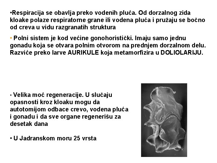  • Respiracija se obavlja preko vodenih pluća. Od dorzalnog zida kloake polaze respiratorne