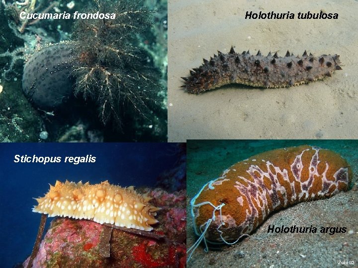 Cucumaria frondosa Holothuria tubulosa Stichopus regalis Holothuria argus 