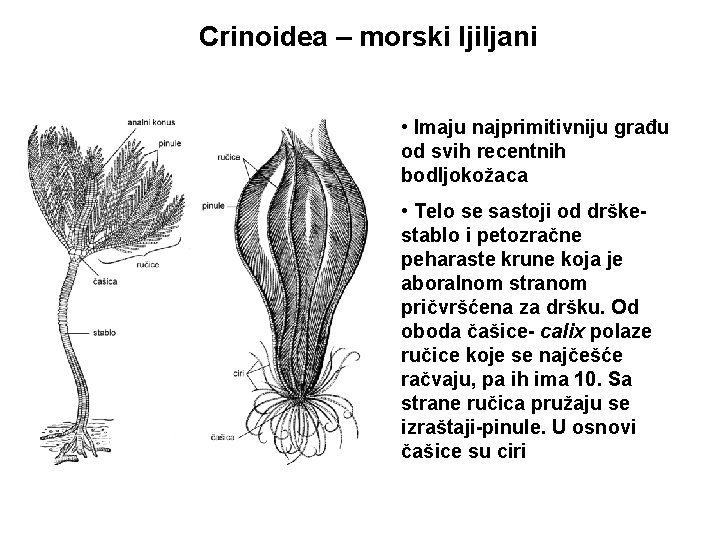 Crinoidea – morski ljiljani • Imaju najprimitivniju građu od svih recentnih bodljokožaca • Telo