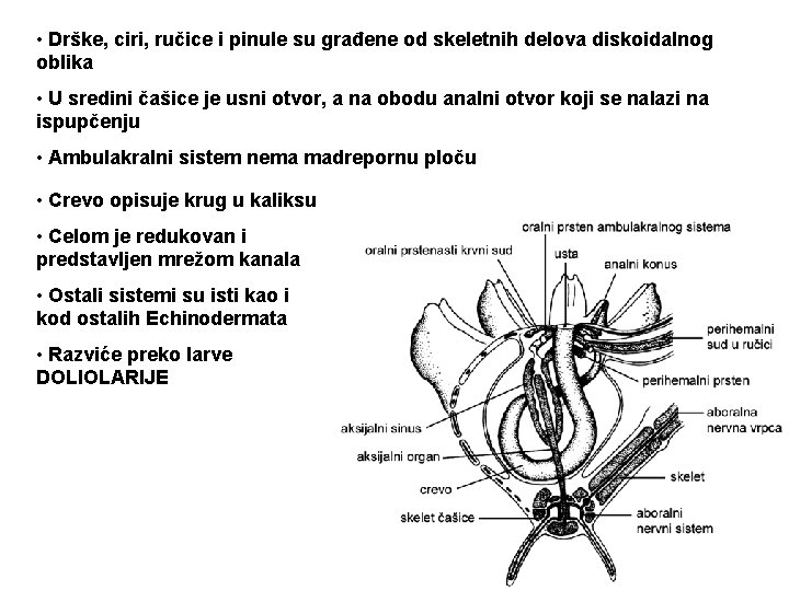 • Drške, ciri, ručice i pinule su građene od skeletnih delova diskoidalnog oblika