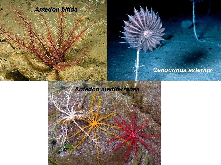 Antedon bifida Cenocrinus asterius Antedon mediterranea 