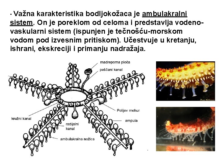  • Važna karakteristika bodljokožaca je ambulakralni sistem. On je poreklom od celoma i