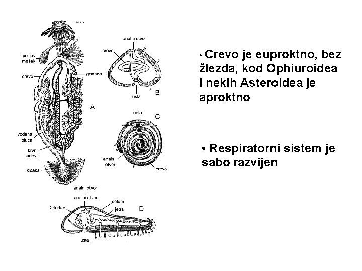  • Crevo je euproktno, bez žlezda, kod Ophiuroidea i nekih Asteroidea je aproktno