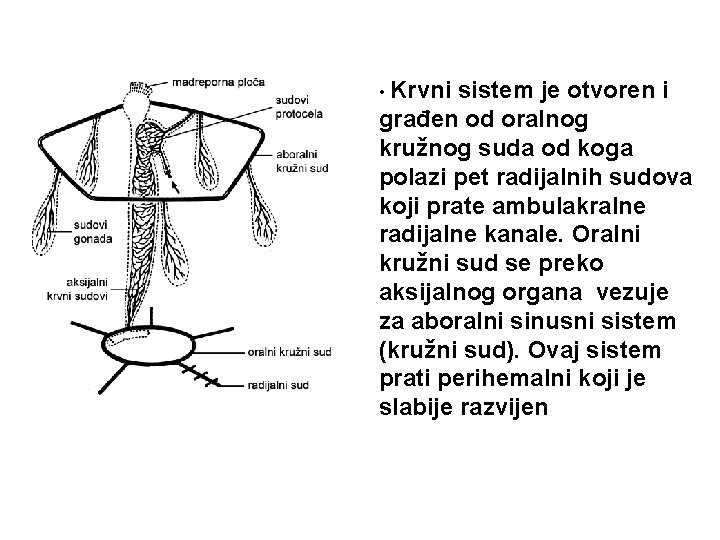  • Krvni sistem je otvoren i građen od oralnog kružnog suda od koga