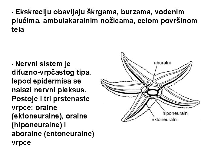  • Ekskreciju obavljaju škrgama, burzama, vodenim plućima, ambulakaralnim nožicama, celom površinom tela •