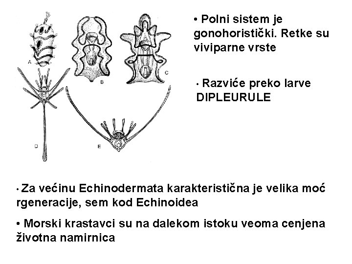  • Polni sistem je gonohoristički. Retke su viviparne vrste • Razviće preko larve