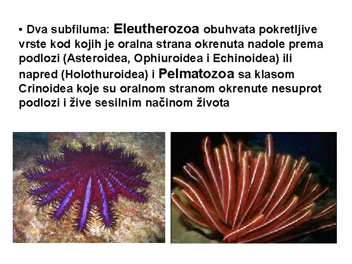  • Dva subfiluma: Eleutherozoa obuhvata pokretljive vrste kod kojih je oralna strana okrenuta