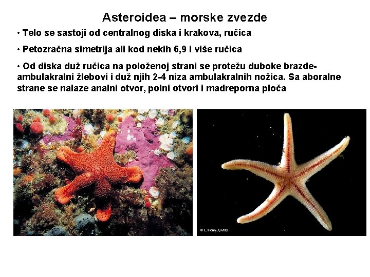 Asteroidea – morske zvezde • Telo se sastoji od centralnog diska i krakova, ručica
