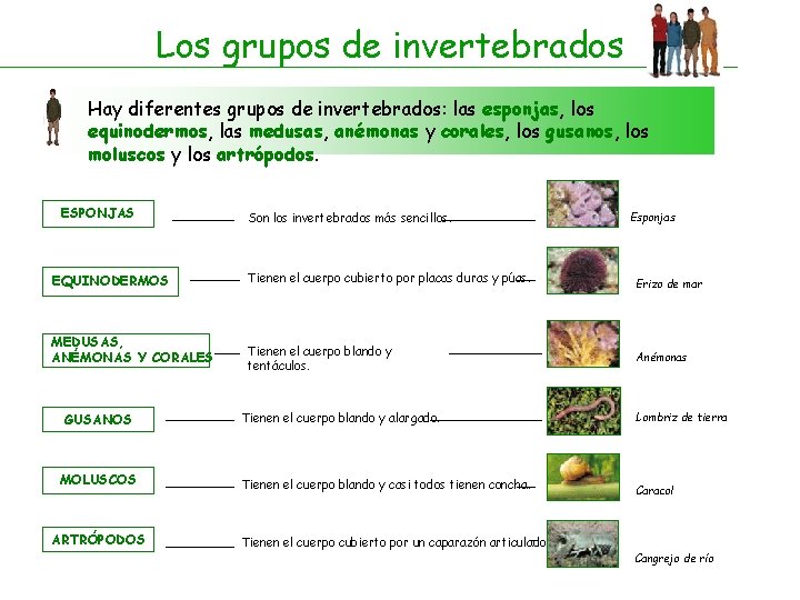 Los grupos de invertebrados Hay diferentes grupos de invertebrados: las esponjas, los equinodermos, las