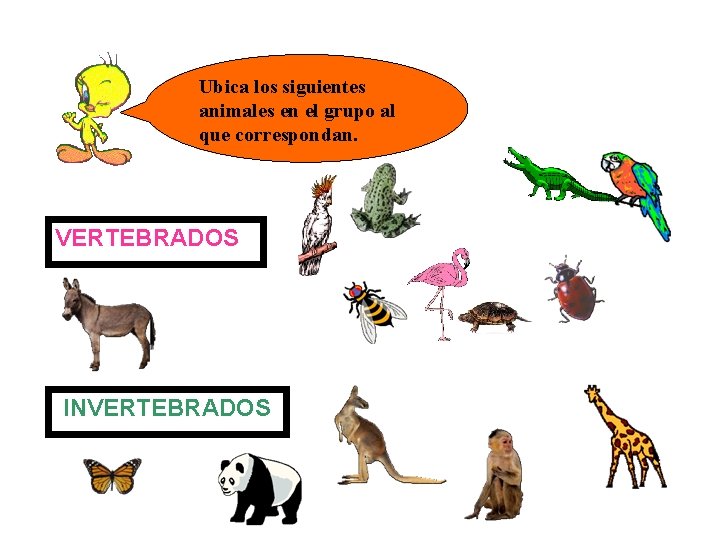 Ubica los siguientes animales en el grupo al que correspondan. VERTEBRADOS INVERTEBRADOS 