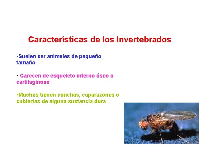 Características de los Invertebrados • Suelen ser animales de pequeño tamaño • Carecen de