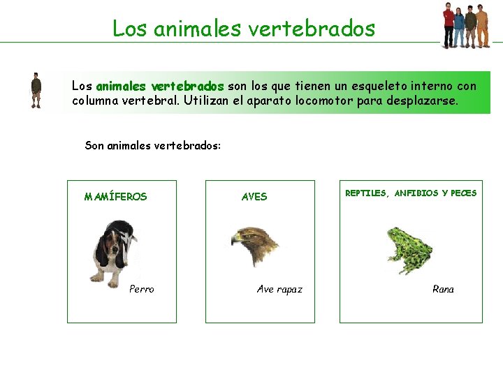 Los animales vertebrados son los que tienen un esqueleto interno con columna vertebral. Utilizan